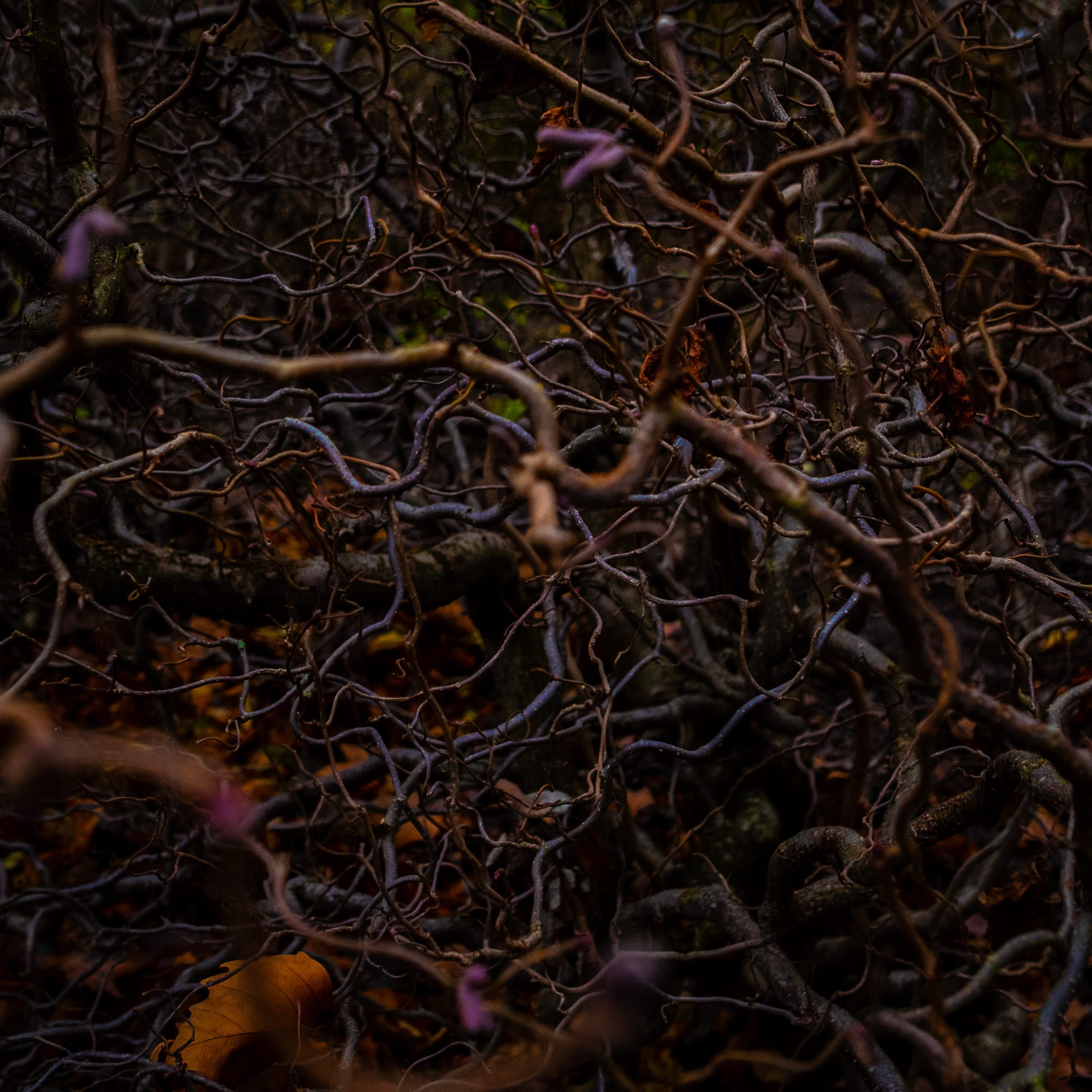 Twisted Hazel plant